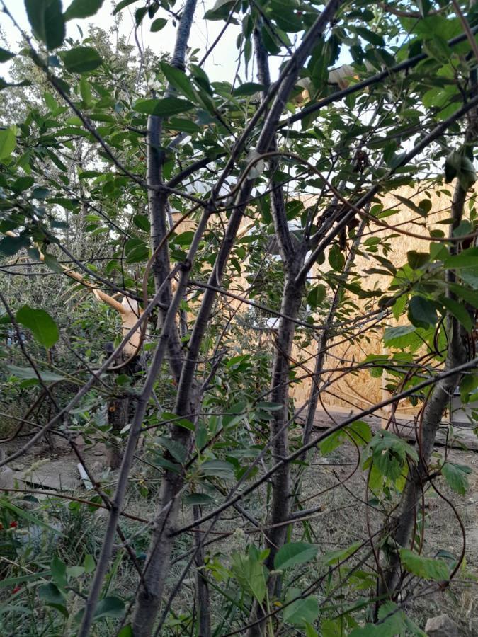 كاراكول Waterfall In The Yard المظهر الخارجي الصورة